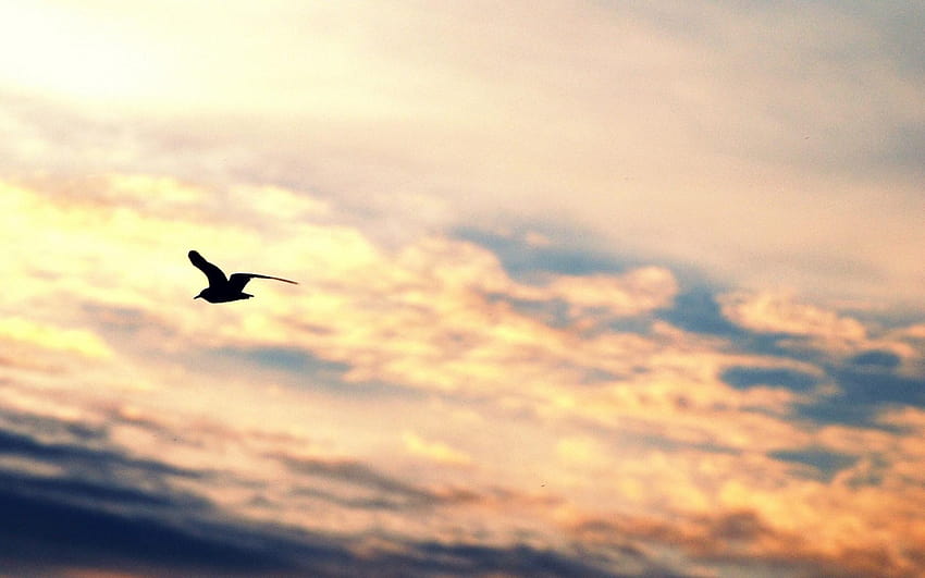 Bird Flying dom, bird in flight HD wallpaper | Pxfuel