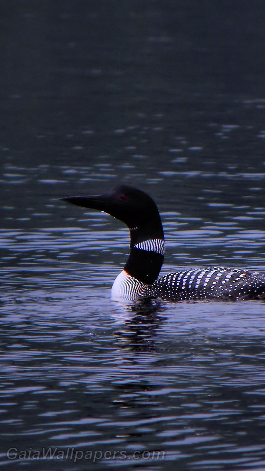 Common Loon on blue water 1080x1920, loons HD phone wallpaper