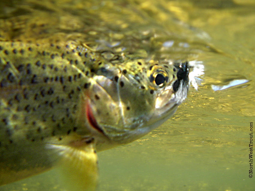 Cutthroat Trout Rainbow trout [1024x768] for your , Mobile & Tablet HD wallpaper