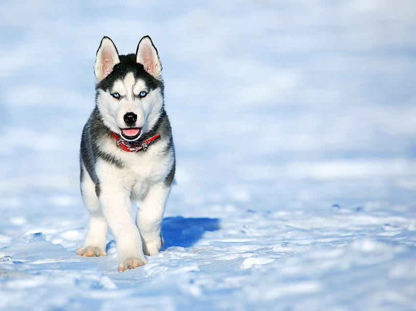 Husky siberiano blanco y negro · Stock, cachorro husky invierno fondo de pantalla
