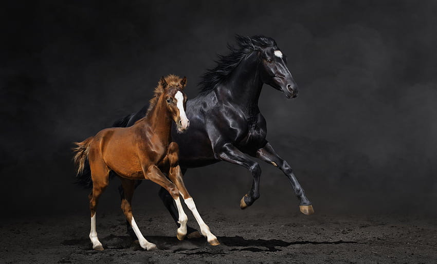 Couple foal horse horse running dust, mare and foal HD wallpaper