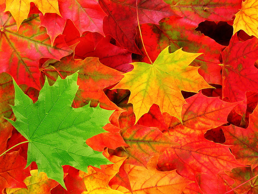 's : «Autumn Leaves », green autumn leaves HD wallpaper | Pxfuel