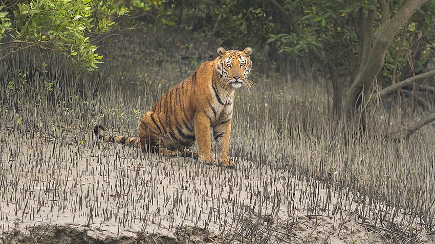 In the Sundarbans, the Bengal Tiger is Always Watching You HD wallpaper ...