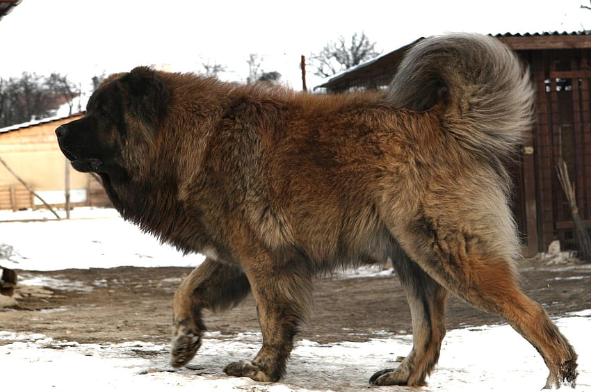 Кавказка овчарка HD тапет