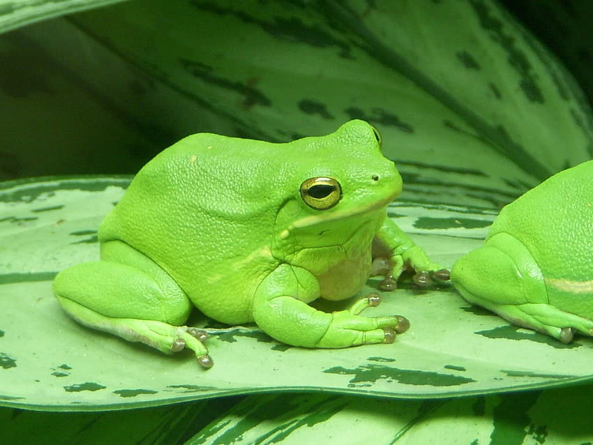 popular 5 stars: Amazing Frog HD wallpaper