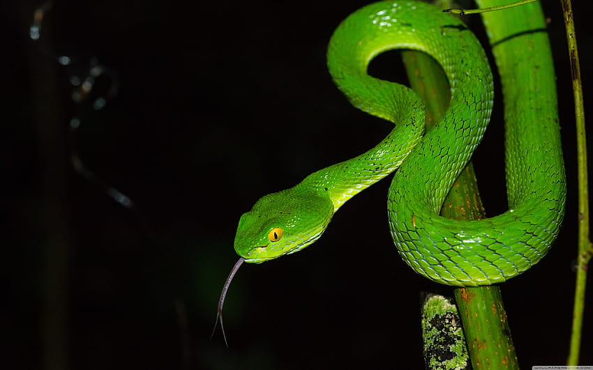 Green large eyed Pit Viper Snake, Trimeresurus Macrops Ultra, large snake HD wallpaper