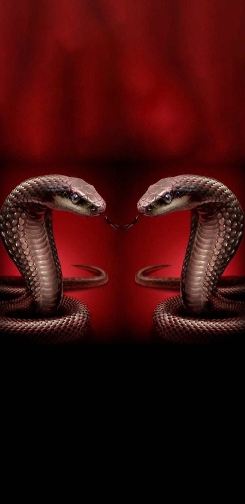 33 뱀 아이디어, 붉은 뱀 HD 전화 배경 화면