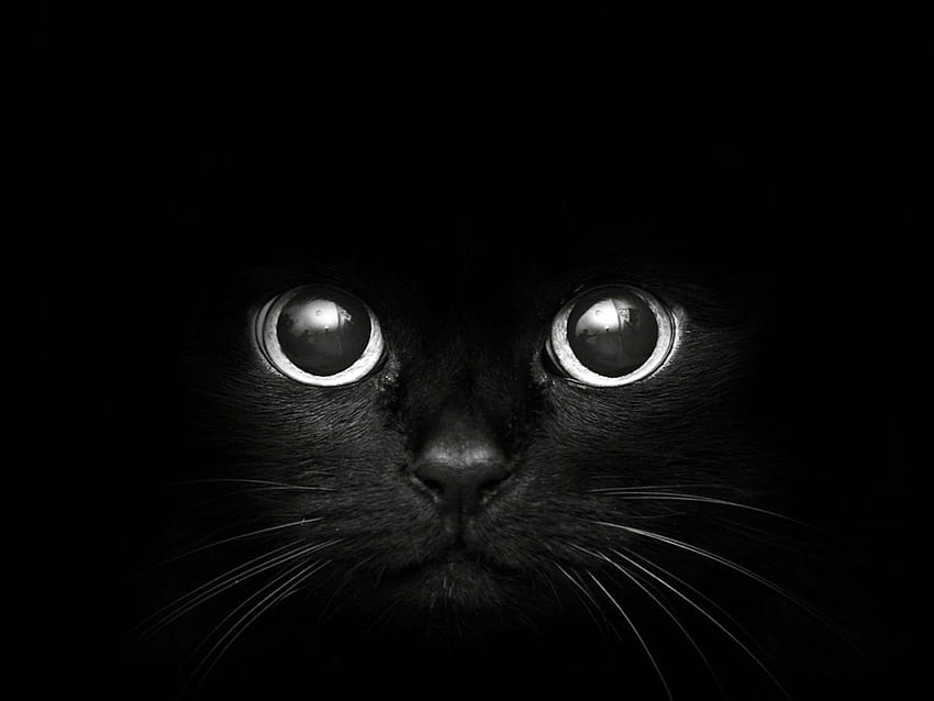 Kara Kedi Arka Planları, kara kedi minimalist HD duvar kağıdı