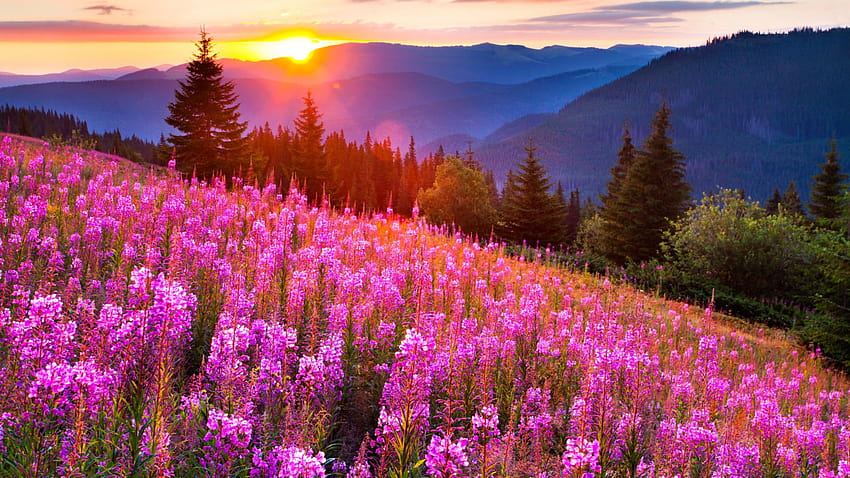 Sunsets Mountain Mow Lupine Pink Flowers Summer Landscape HD wallpaper