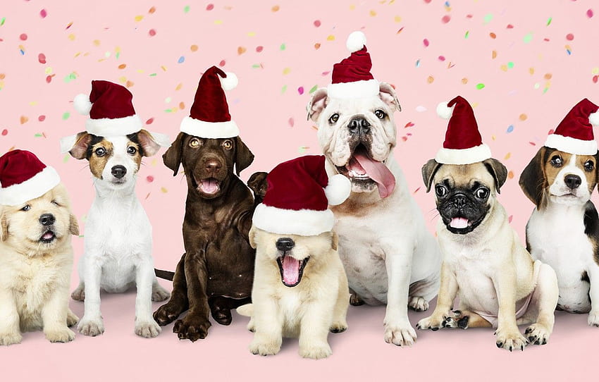 anjing, Tahun Baru, Natal, anak anjing, bahagia, Sinterklas, Natal, anak anjing, anjing, Tahun Baru, lucu, Selamat, topi santa , bagian собаки, anjing natal lucu Wallpaper HD