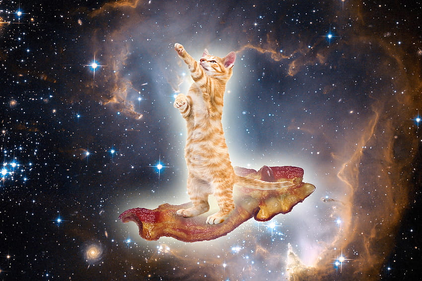 พื้นหลัง Galaxy Cat คิตตี้อวกาศ วอลล์เปเปอร์ HD