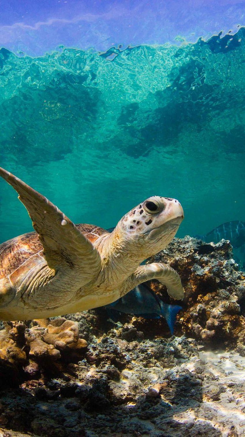 Sea Turtle iPhone, ratuj żółwie Tapeta na telefon HD