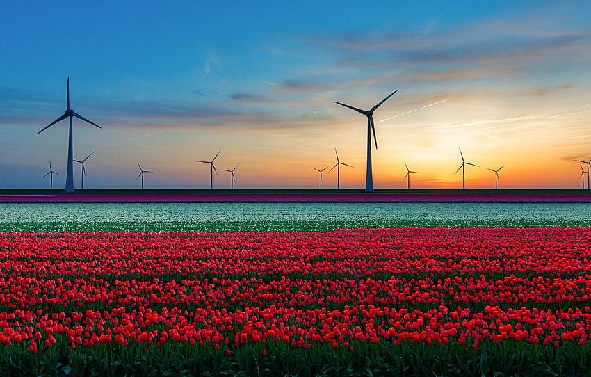field, tulips, wind turbines , section HD wallpaper