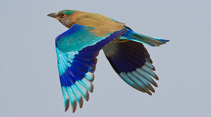 Czy wiesz, że obserwowanie ptaka Neelkanth jest uważane za pomyślne na Dussehra? Znaczenie popularnego przekonania związanego z Indian Roller lub Blue Jay Tapeta HD