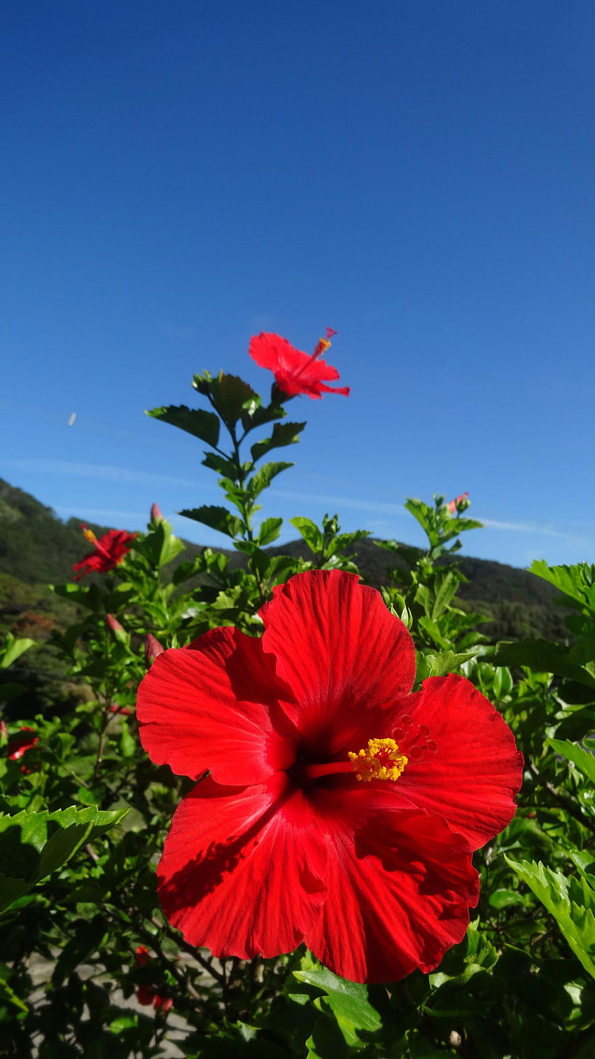 ebegümeci çiçeği botanik adı 2020, kırmızı ebegümeci çiçeği HD telefon duvar kağıdı