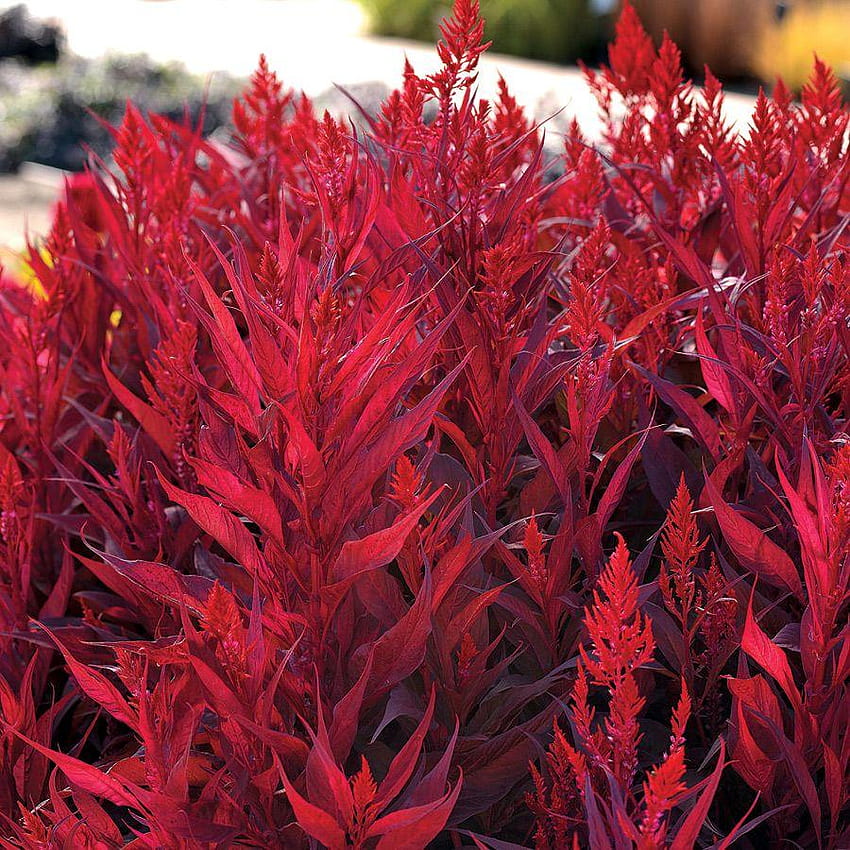Dragon's Breath Celosia Seeds from Park Seed, dragons flower HD phone wallpaper