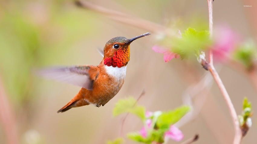 Flying hummingbird, hummingbird and roses HD wallpaper