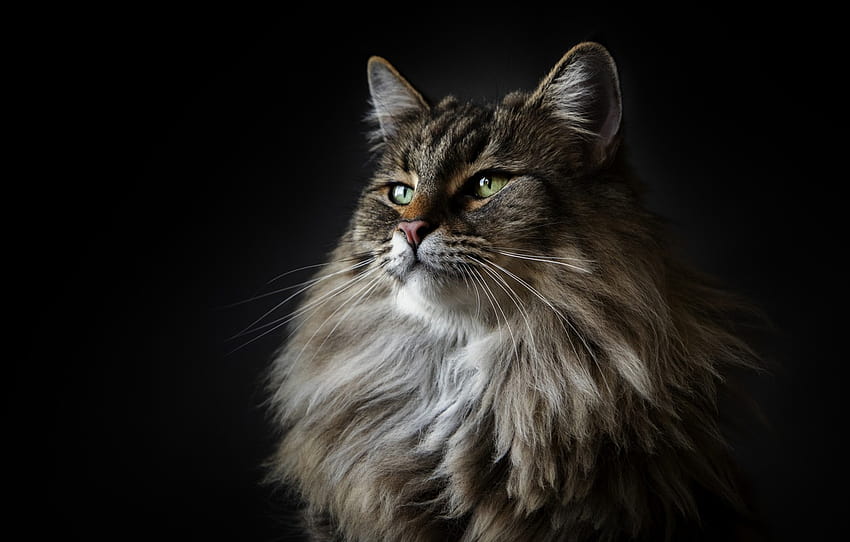 cat, cat, maine coon, Maine Coon, Alexander Marks , section кошки, maine coon cats HD wallpaper