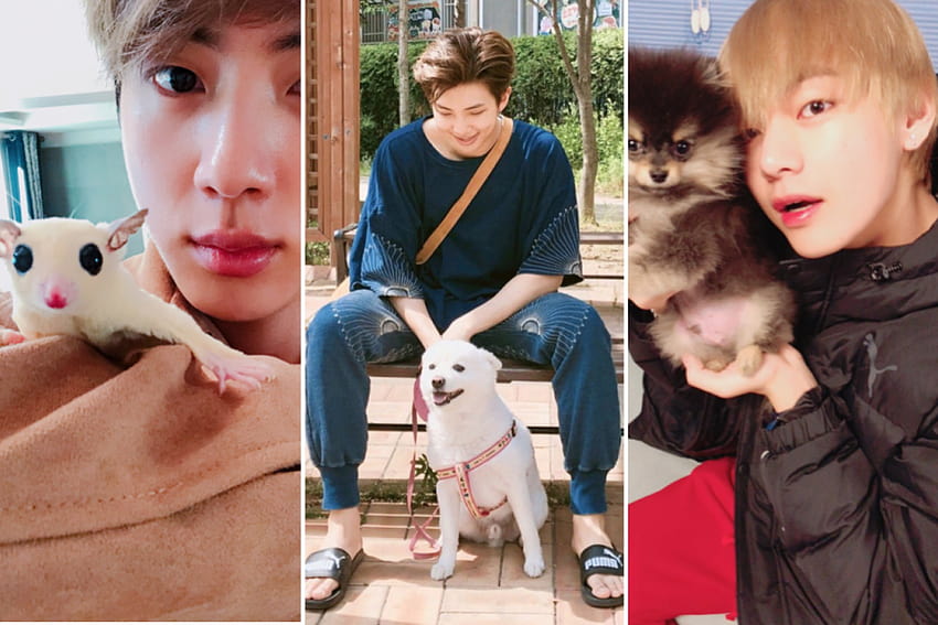 BTS members love their pets and post cute dog to Instagram just like us – from V's Yeontan and Jungkook's Gureum to Jimin's Ddosun, these are all the K HD wallpaper