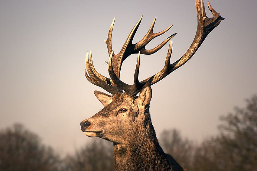 Deer Horns Jamie Frith Head Animals, animal reindeer HD wallpaper