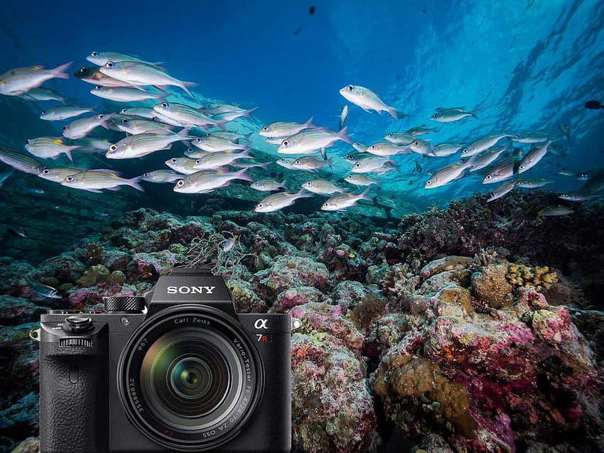 Sony Alpha A7R III Underwater – Ikelite, sony a7 HD тапет