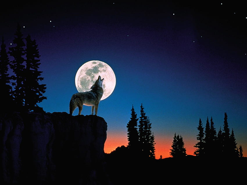 Wolf Howling Full Moon HD wallpaper