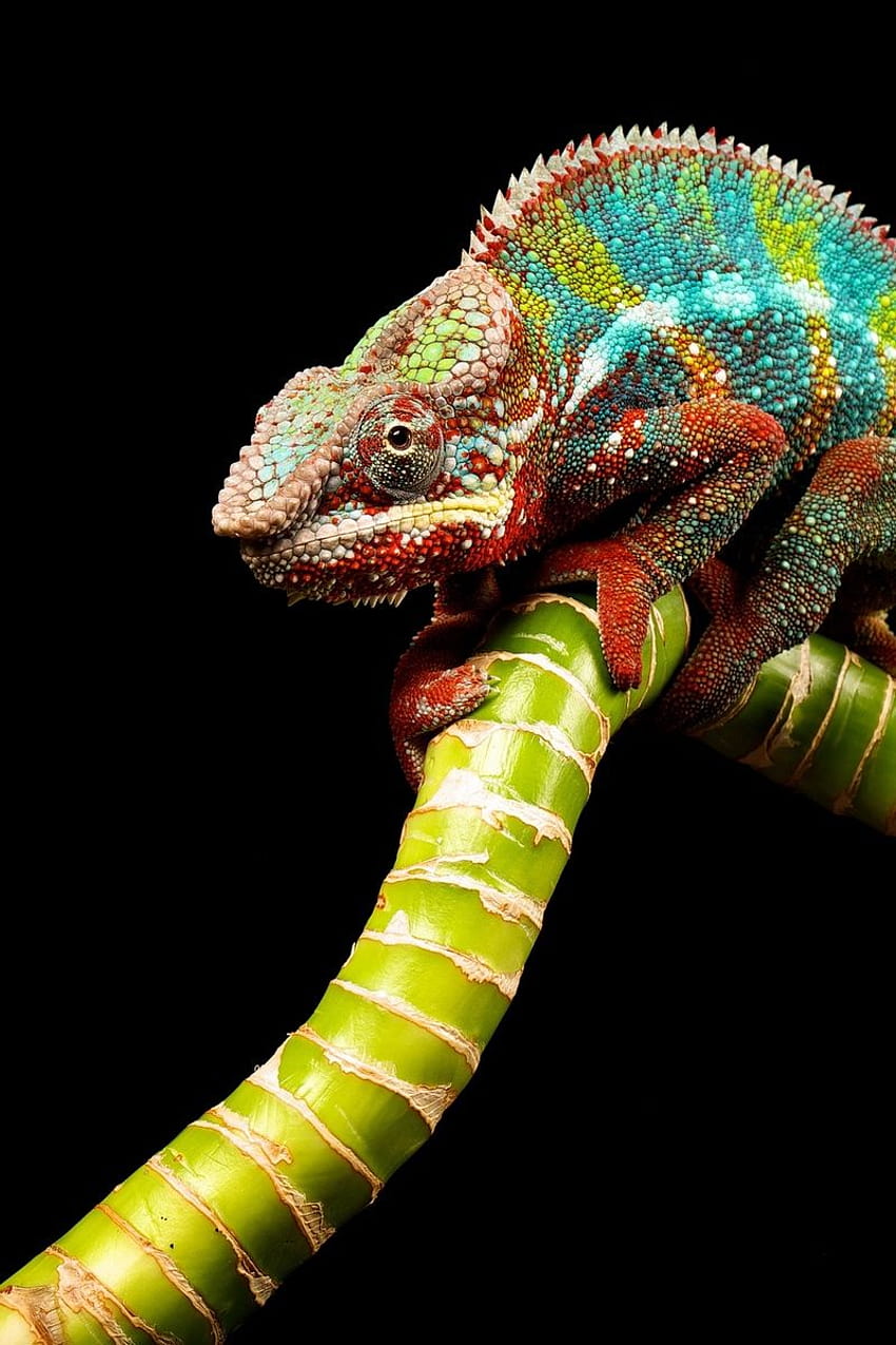 800x1200 reptile, chameleon, color, twig iphone, chameleon iphone HD phone wallpaper