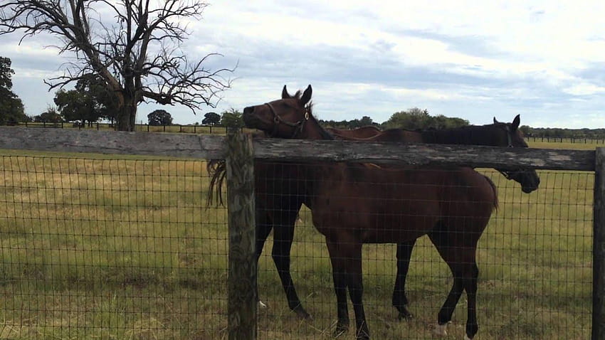Kuda Mati Di Padang Rumput Dengan Halter Aktif, kuda dengan halter Wallpaper HD