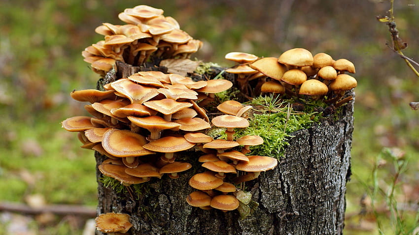 Mushrooms growing on a tree trunk HD wallpaper