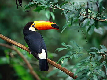 Toco Toucan . Toco Toucan stock HD wallpaper | Pxfuel