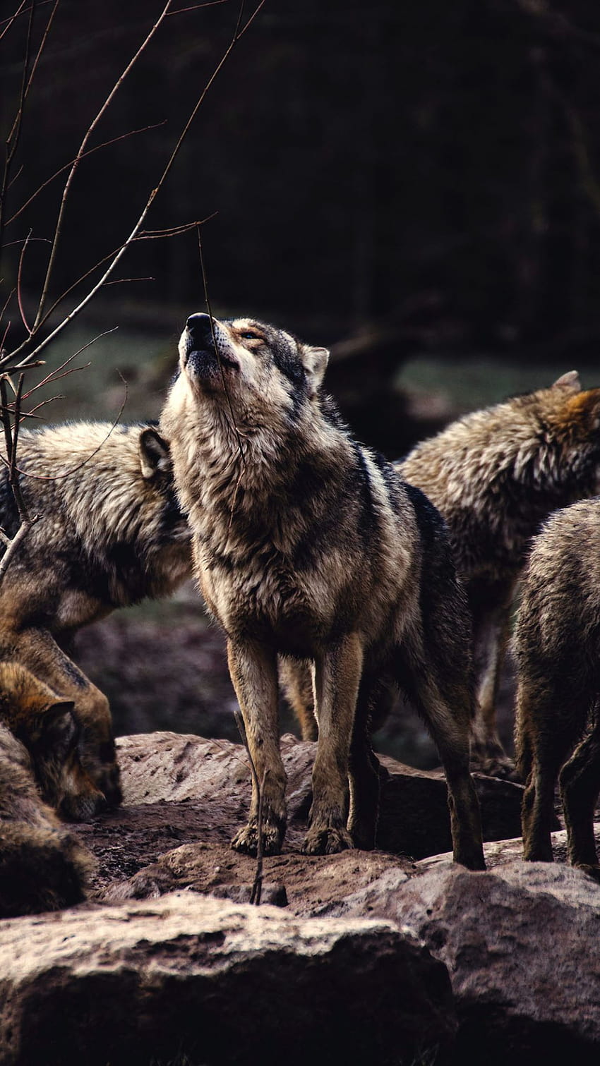 A pack of wolves, the alpha male prepared to howl Animal Wolf HD phone  wallpaper | Pxfuel