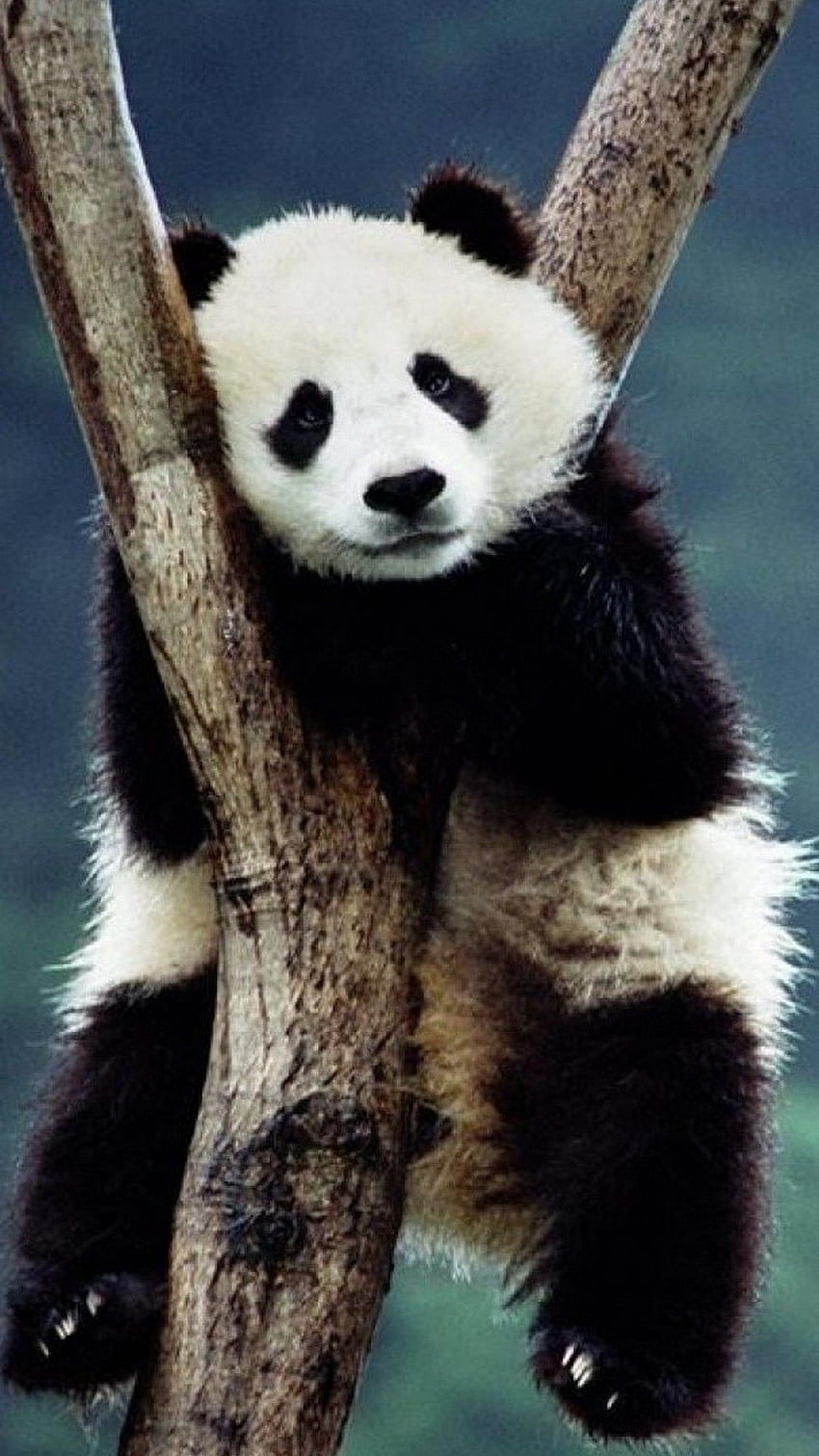 Panda Сладък Android, истинска панда HD тапет за телефон