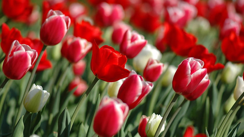 Tulipani rossi in primavera Cover Facebook [1920x1200] per il tuo , Mobile & Tablet, copertina primaverile Sfondo HD