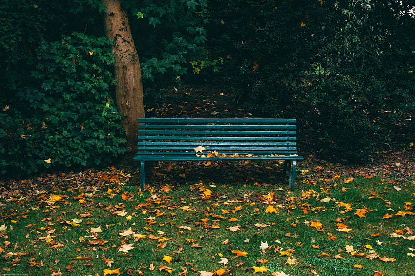 banco de madera verde y hojas de otoño en un campo cubierto de hierba cerca de los árboles durante el día – Banco, banco bajo el árbol fondo de pantalla