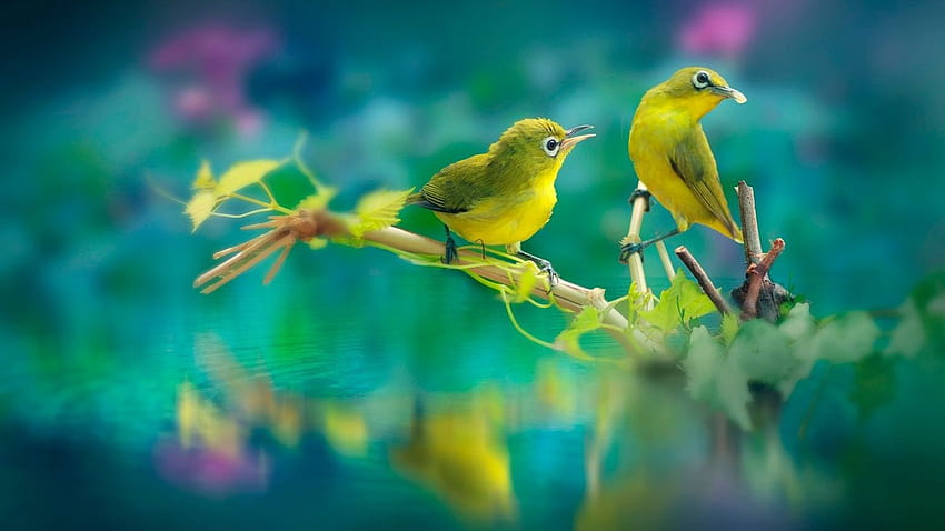 1366x768 Beautiful Birds 1366x768 Resolution, summer birds HD wallpaper