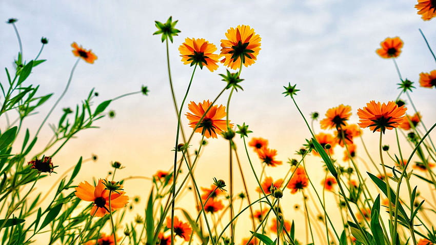 Ordinateur portable fleur d'été, jolies fleurs d'été Fond d'écran HD