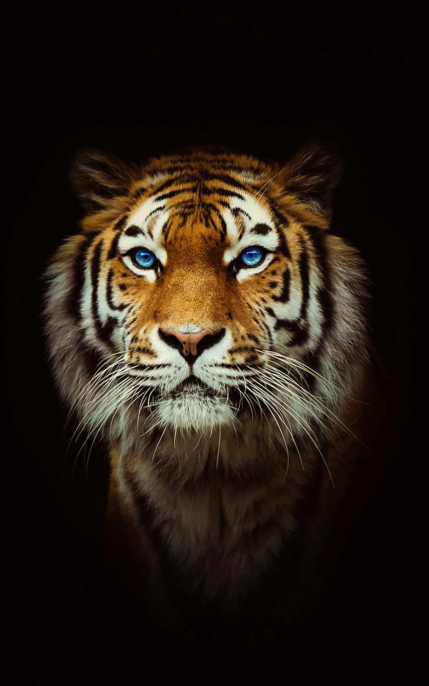 Tiger on Dog, android harimau berwarna-warni terbaik wallpaper ponsel HD