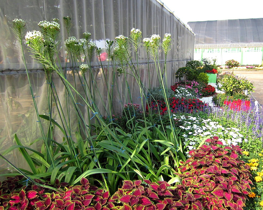 ดอกไม้: ดอกไม้น่ารัก พืชสวนประดับ 3d 16, 3d garden วอลล์เปเปอร์ HD