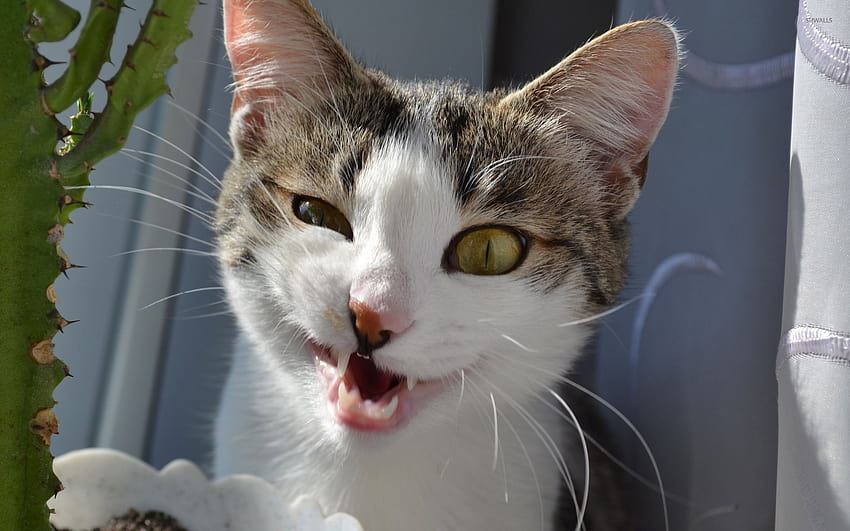 Dziwne śmieszne koty, brzydkie twarze Tapeta HD