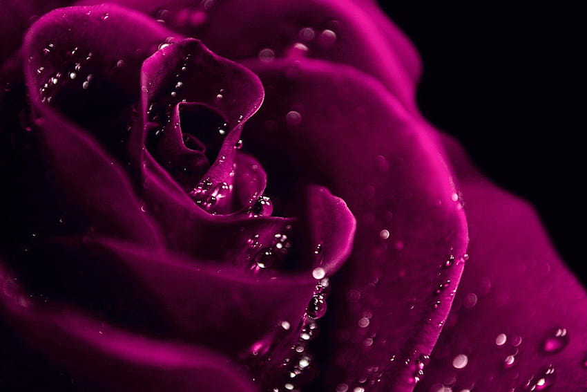 Dark Pink Rose, pojedyncza róża w ciemności Tapeta HD