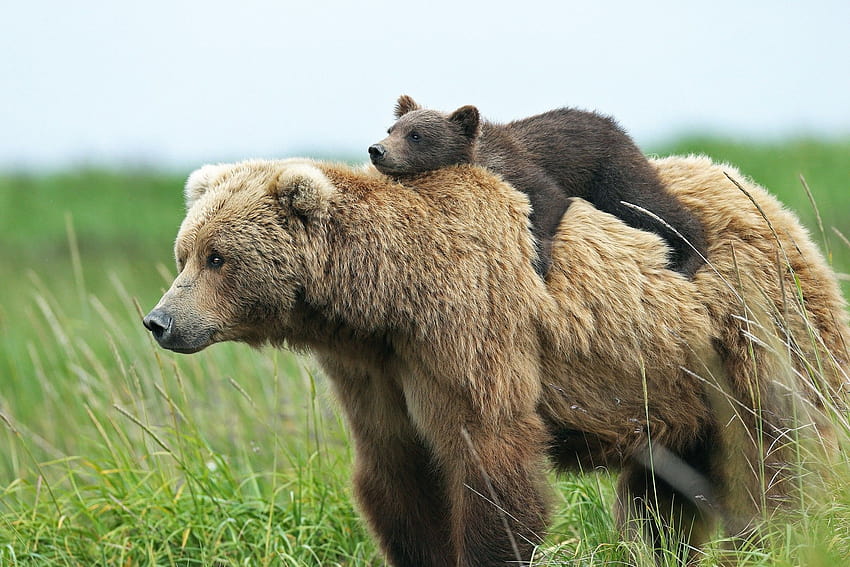 animals, Bears, Baby Animals, Cubs / and, bear cubs HD wallpaper