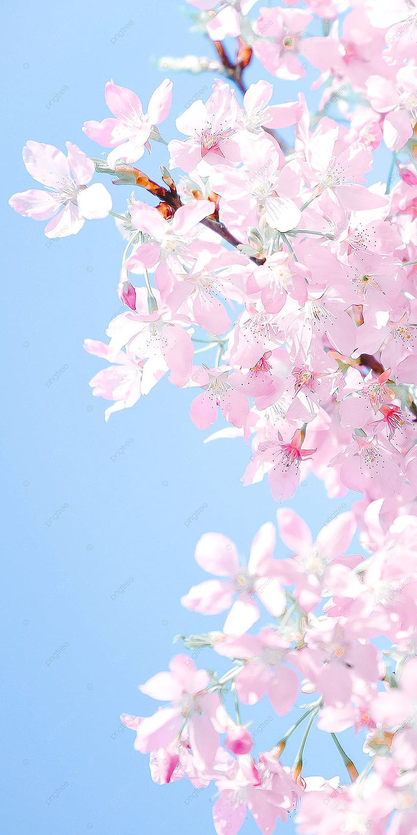Cute Cherry Blossom Błękitne niebo w tle, ozdobne ramki, Sakura, wiosenne tła dla Tapeta na telefon HD