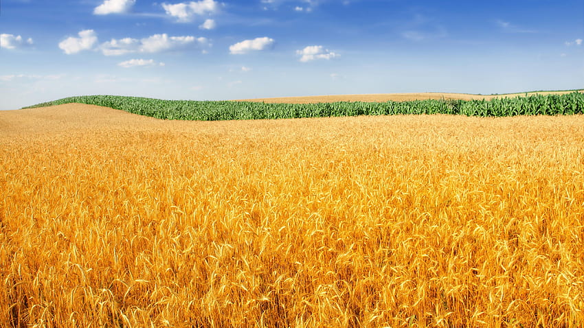 Wheat field, Landscape, Crop, Farm, Nature, cool wheat HD wallpaper