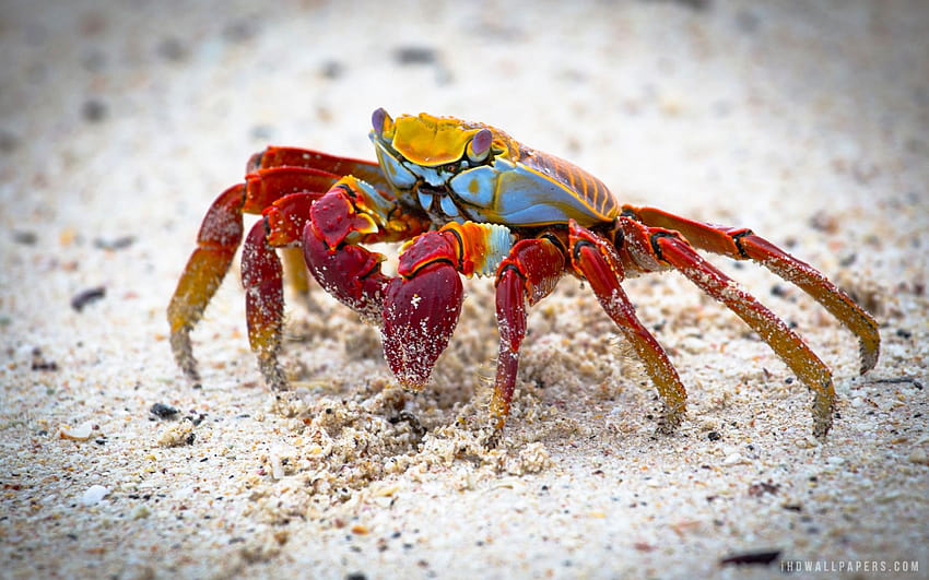 HD hermit crabs wallpapers | Peakpx