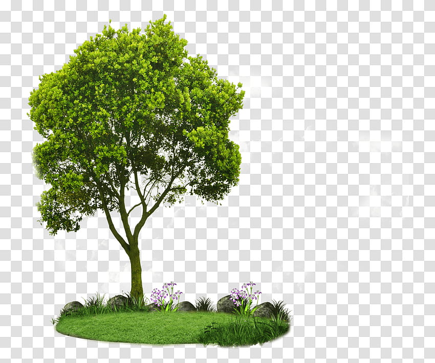 Дърво, растение, трева, силует, животно, прозрачен Png – Pngset HD тапет