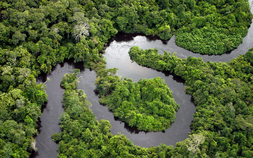 空から見た熱帯雨林を曲がりくねったアマゾン川、 高画質の壁紙