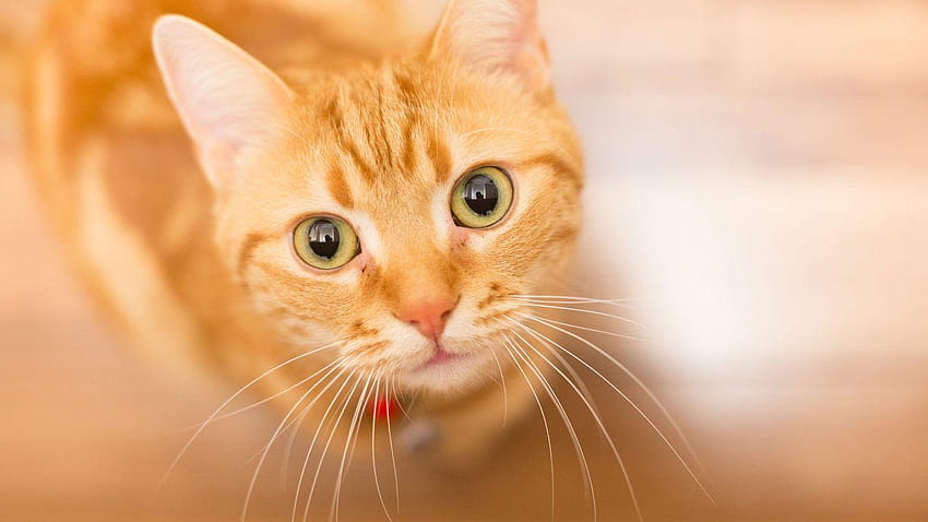 Cats: White Cats Black Feet Paws Animals Pets Grayscale Wild, orange cat HD wallpaper