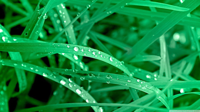 Morning Dew ❤ for • Dual Monitor s, morning dew on leaves HD wallpaper