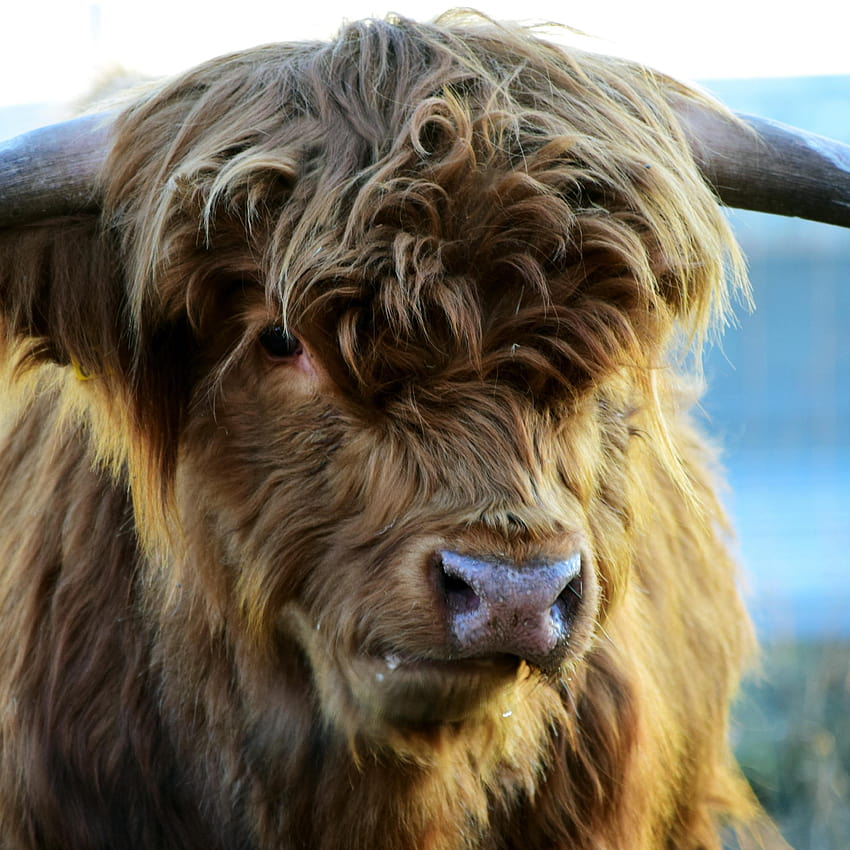 2780x2780 highland, cow, horns ipad air, highland cow HD phone ...