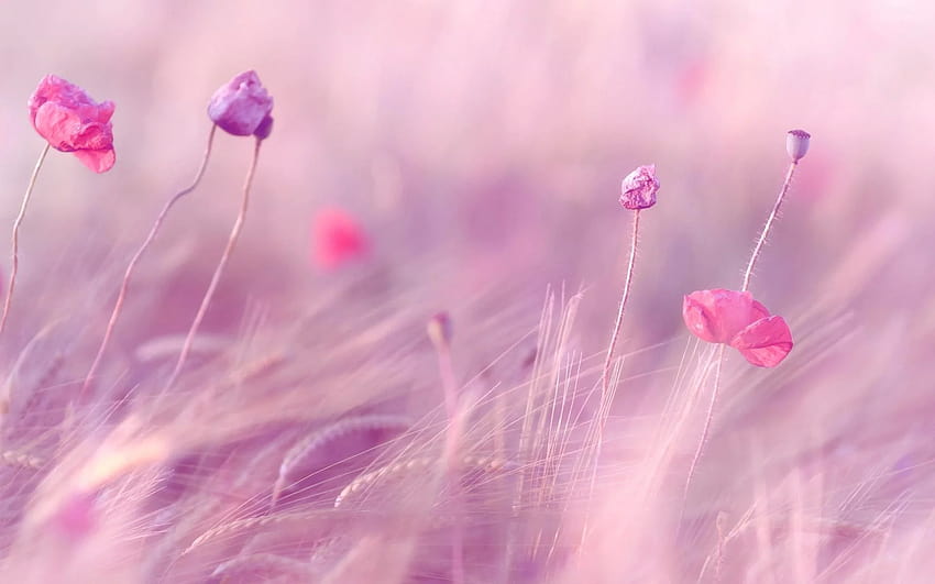 Pink Purple Flowers Field [1920x1200 HD wallpaper